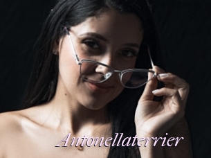 Antonellaterrier