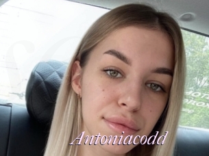 Antoniacodd